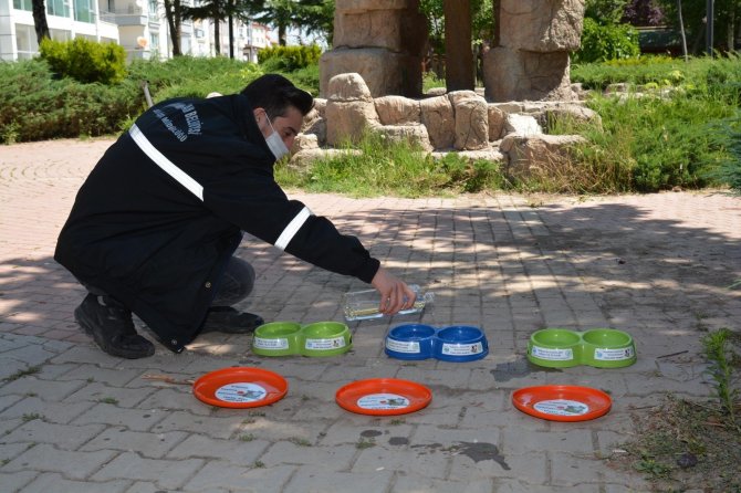 Kahramankazan, havalar ısınırken sokak hayvanlarını unutmadı