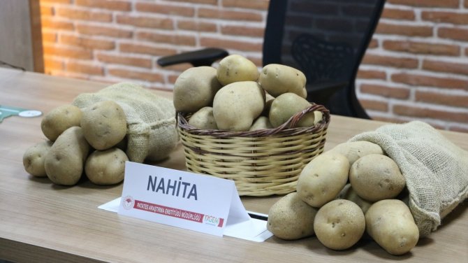Niğde'nin yerli patatesi Nahita Avrupa yolunda! Hollanda'ya gönderiliyor