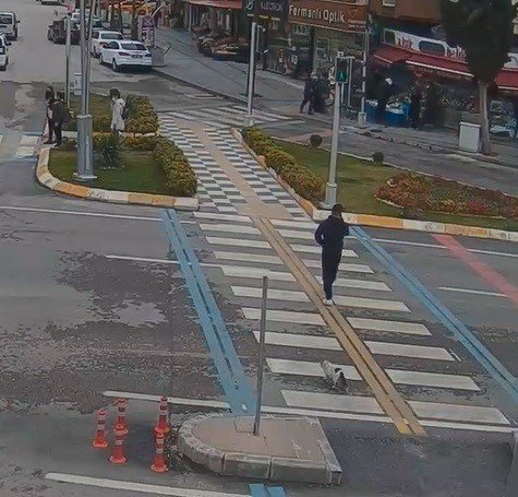 Karşıya geçmek için yaya geçidini kullanan kedi görenleri gülümsetti