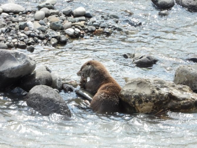 Nesli tükenmekte olan su samuru Artvin’de balık yerken görüntülendi