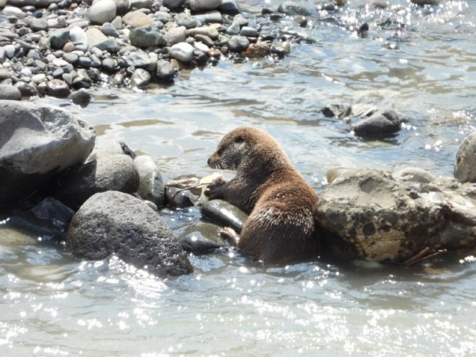 Nesli tükenmekte olan su samuru Artvin’de balık yerken görüntülendi
