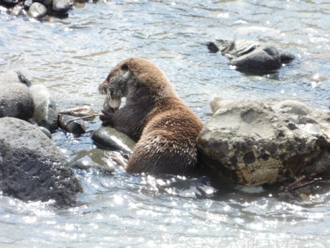 Nesli tükenmekte olan su samuru Artvin’de balık yerken görüntülendi
