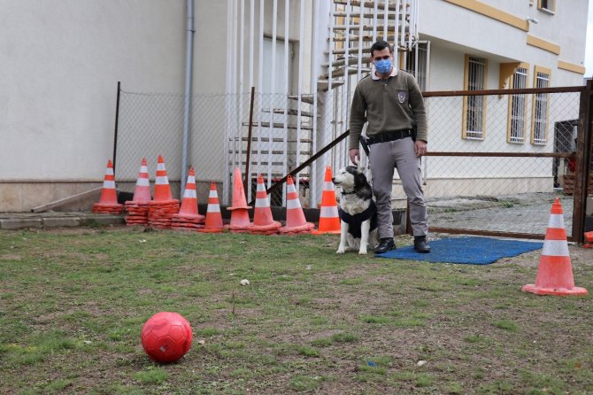 Ölmek üzere olan köpeği polisler sağlığına kavuşturdu