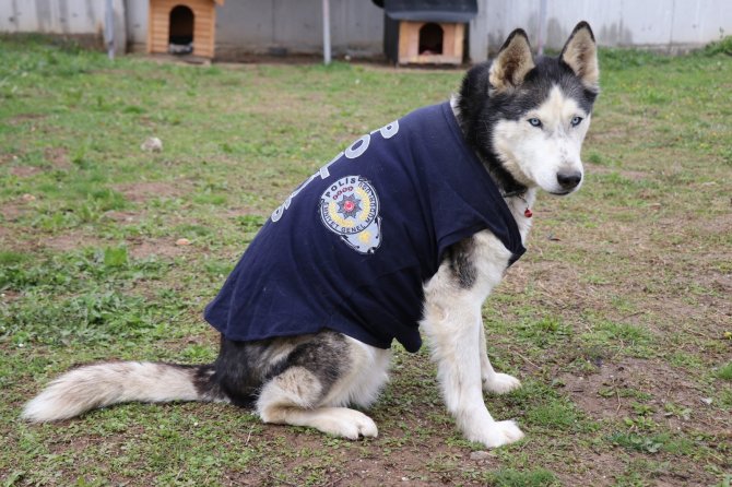 Ölmek üzere olan köpeği polisler sağlığına kavuşturdu