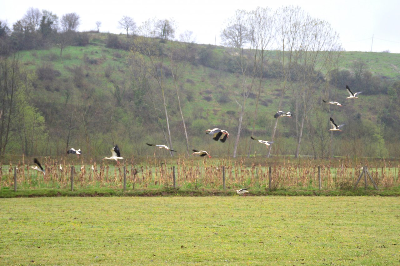 Sakarya semalarında baharın habercisi olan leylekler görüldü
