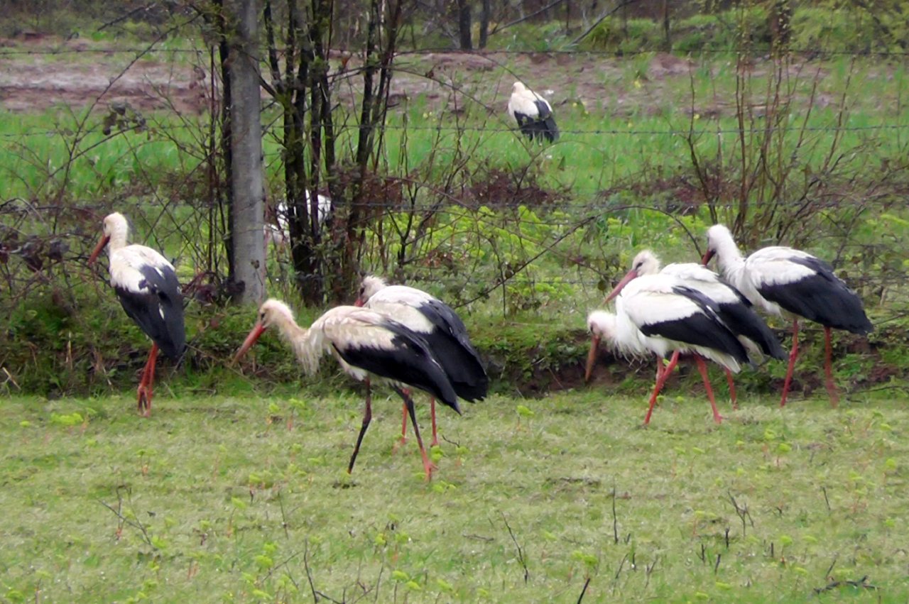 Sakarya semalarında baharın habercisi olan leylekler görüldü