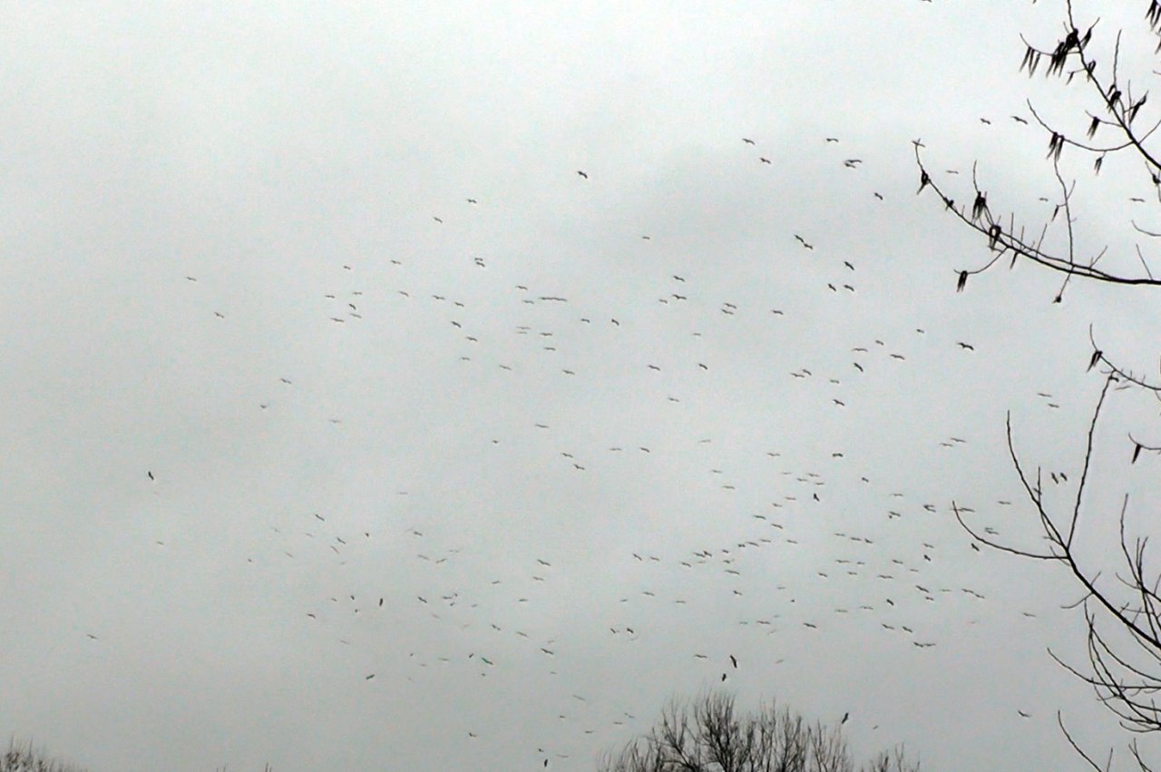 Sakarya semalarında baharın habercisi olan leylekler görüldü