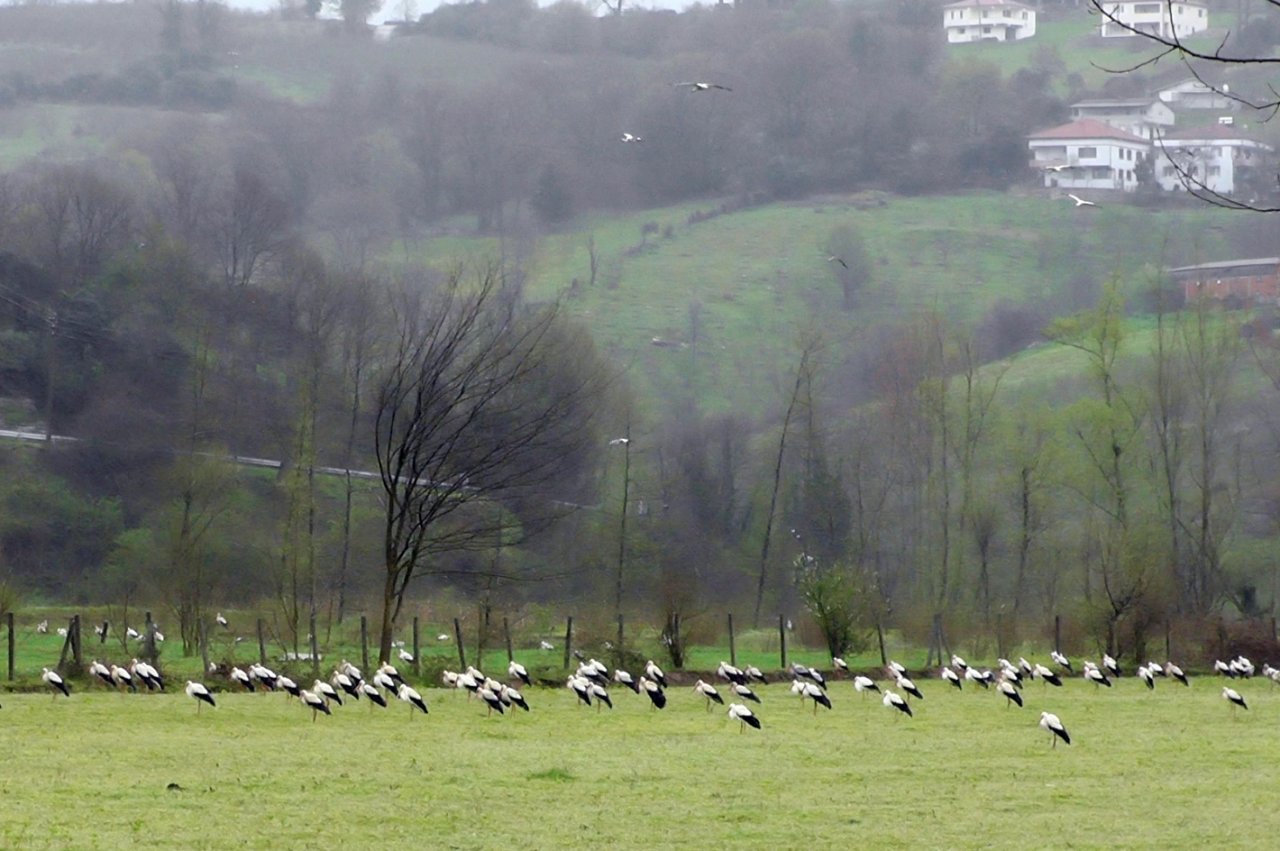 Sakarya semalarında baharın habercisi olan leylekler görüldü