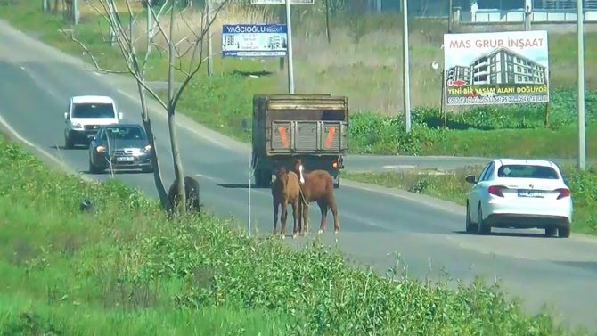 Tekirdağ'da atlar yola çıkınca sürücüler zor anlar yaşadı
