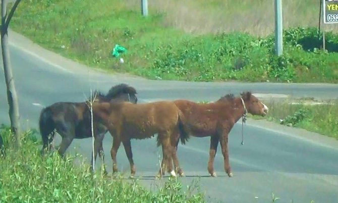 Tekirdağ'da atlar yola çıkınca sürücüler zor anlar yaşadı