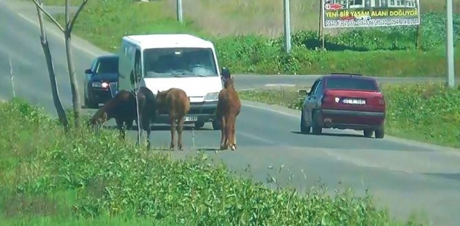 Tekirdağ'da atlar yola çıkınca sürücüler zor anlar yaşadı