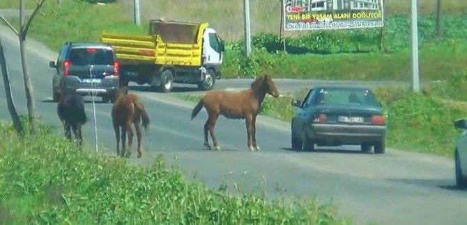 Tekirdağ'da atlar yola çıkınca sürücüler zor anlar yaşadı