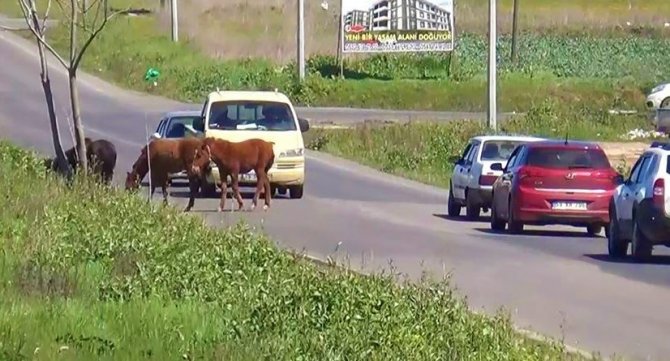 Tekirdağ'da atlar yola çıkınca sürücüler zor anlar yaşadı
