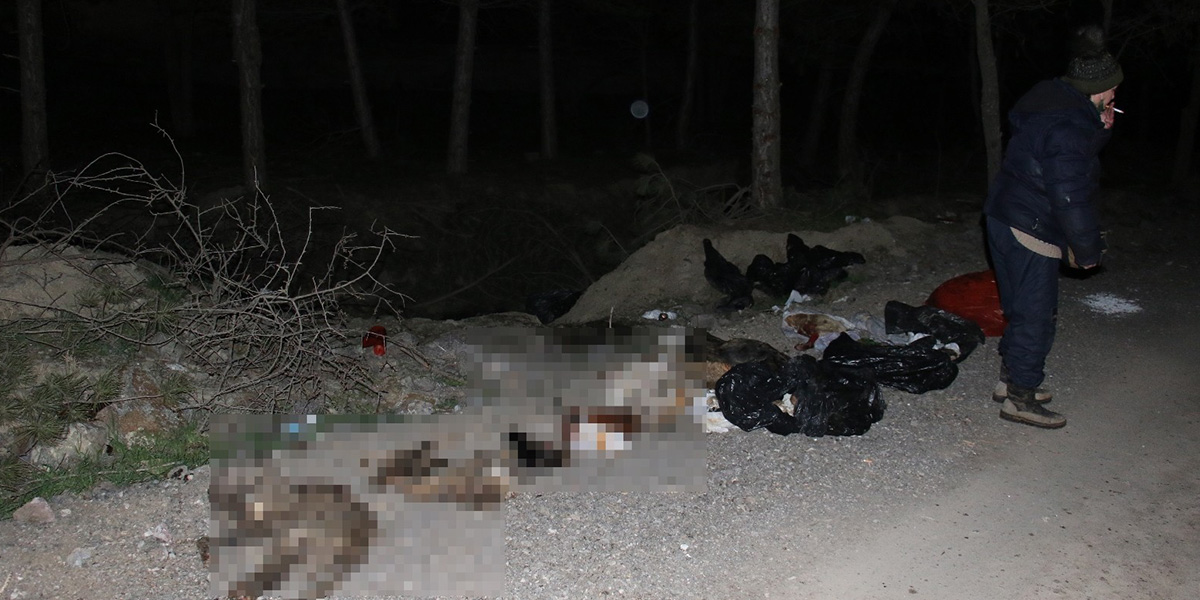 Ankara'da hayvan vahşeti! Damar yolu açılmış ve poşetlere konulmuş şekilde bulundular