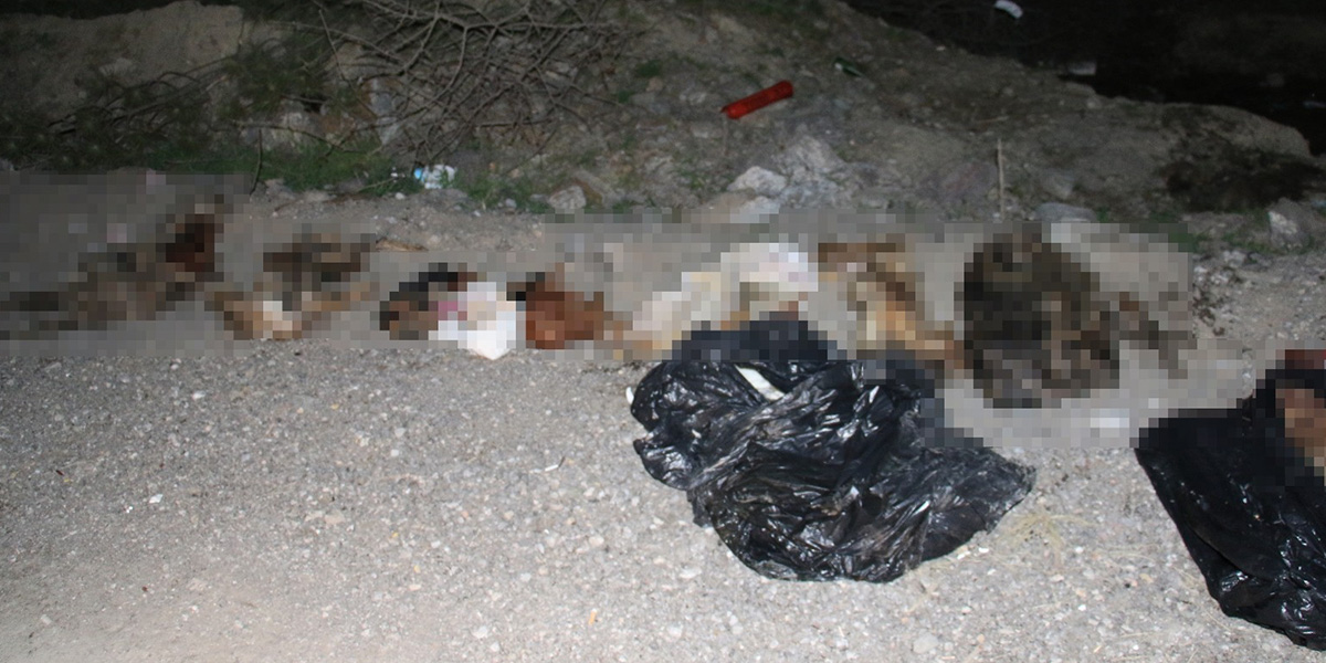 Ankara'da hayvan vahşeti! Damar yolu açılmış ve poşetlere konulmuş şekilde bulundular