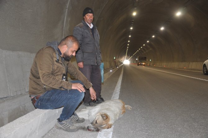 Yaralanan köpeğinin başında dakikalarca bekledi