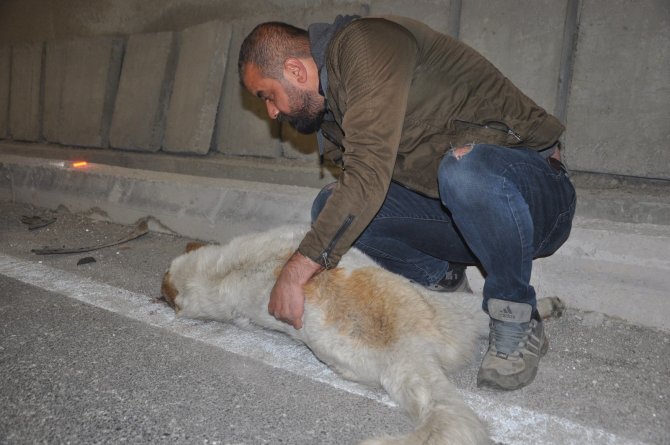 Yaralanan köpeğinin başında dakikalarca bekledi