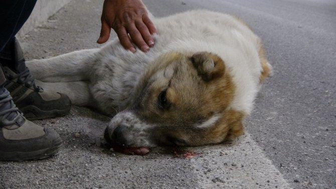 Yaralanan köpeğinin başında dakikalarca bekledi