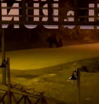 Baharın gelişiyle doğa hareketlenmeye başladı! Kış uykusundan uyanan aç ayı Uzungöl merkezine indi