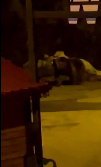 Baharın gelişiyle doğa hareketlenmeye başladı! Kış uykusundan uyanan aç ayı Uzungöl merkezine indi