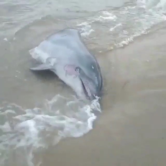Edirne'de hayvanseverleri ayağa kaldıran olay! Gövdesi kesilmiş yunus başı sahile vurdu