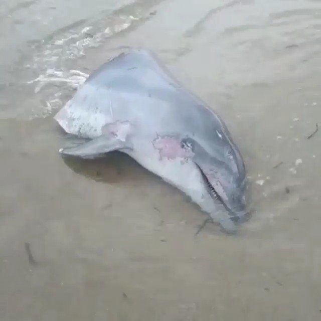 Edirne'de hayvanseverleri ayağa kaldıran olay! Gövdesi kesilmiş yunus başı sahile vurdu