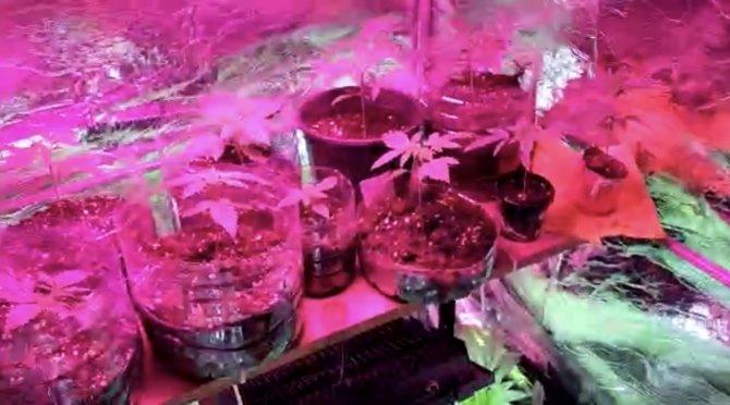 İstanbul'da "bez dolap"taki uyuşturucu serasına baskın!