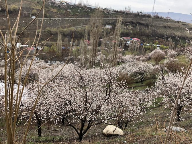 Kağızman gelin gibi süslendi! Meşhur kayısı ağaçları çiçek açtı