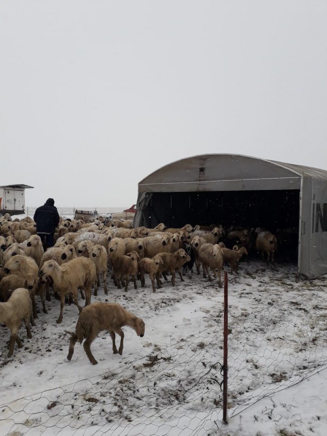 Koyunlarıyla birlikte yaylada mahsur kaldılar! Koyuncuların imdadına Kocasinan Belediyesi yetişti
