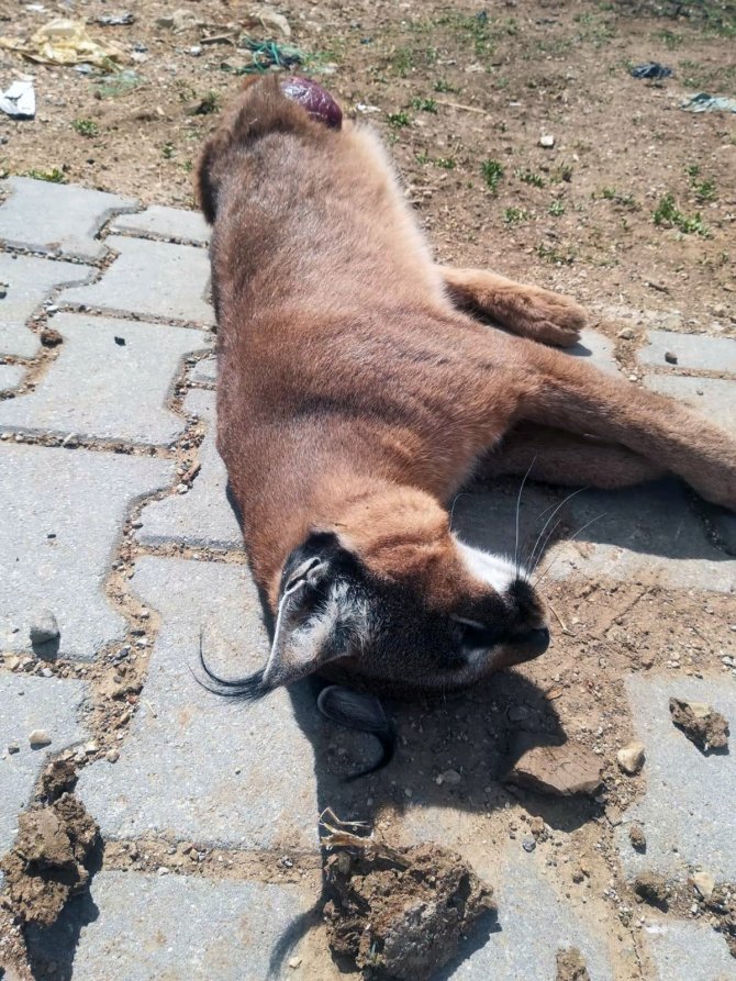 Nesli tükenmekte olan "Karakulak" Muğla'da ölü bulundu