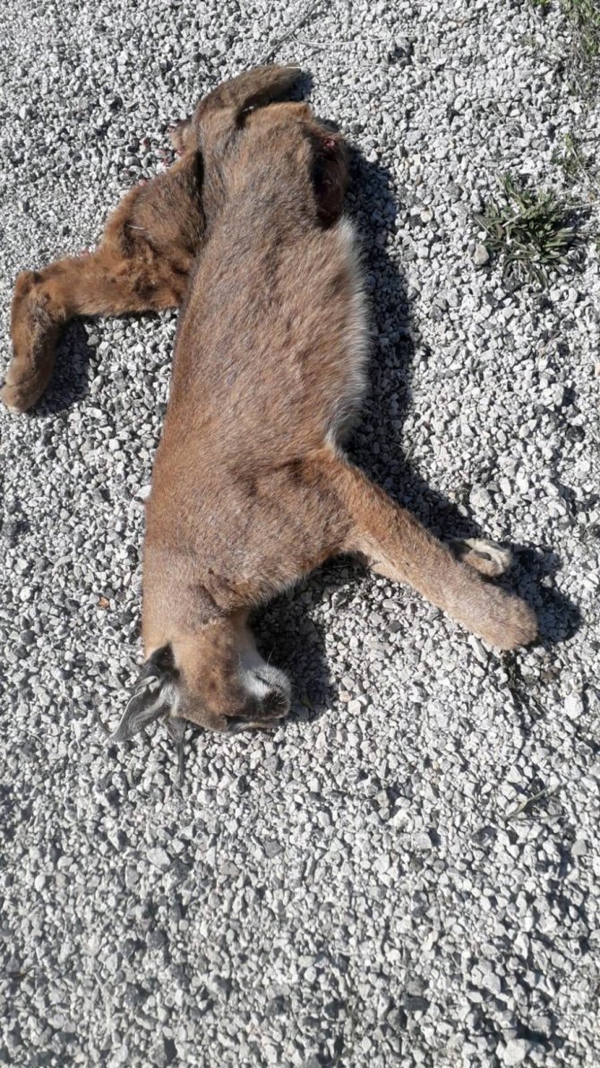 Nesli tükenmekte olan "Karakulak" Muğla'da ölü bulundu