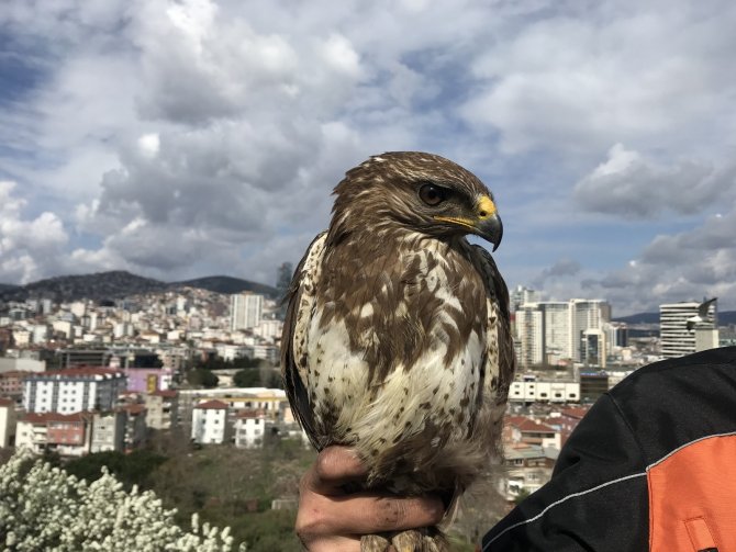 Yırtıcı kuşun yiyecek telaşı! Kartal’da aç kalan şahin kent merkezine indi