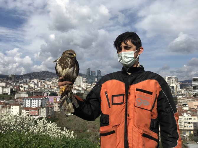 Yırtıcı kuşun yiyecek telaşı! Kartal’da aç kalan şahin kent merkezine indi