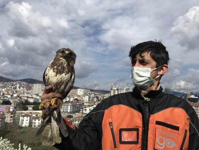 Yırtıcı kuşun yiyecek telaşı! Kartal’da aç kalan şahin kent merkezine indi