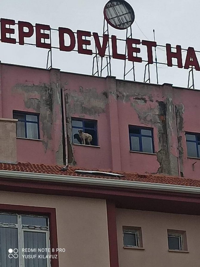 Binanın 9. katına çıkan köpeği videoya çeken vatandaşın söylediği sözler güldürdü