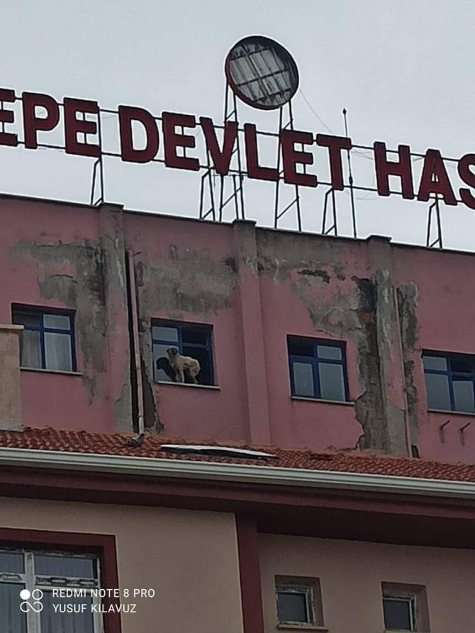Binanın 9. katına çıkan köpeği videoya çeken vatandaşın söylediği sözler güldürdü