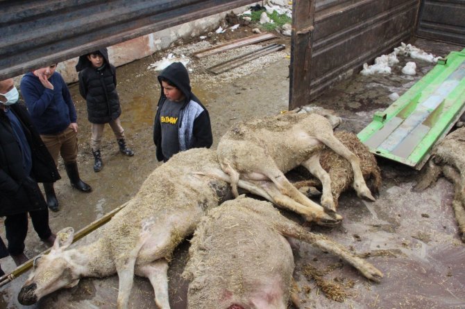 Karaman’da 21 küçükbaşın telef olduğu sürüdeki 579 hayvan köylüler tarafından kurtarıldı