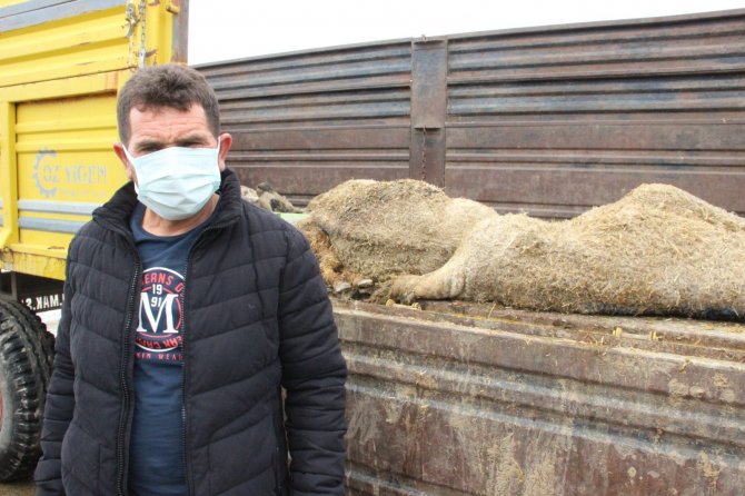 Karaman’da 21 küçükbaşın telef olduğu sürüdeki 579 hayvan köylüler tarafından kurtarıldı