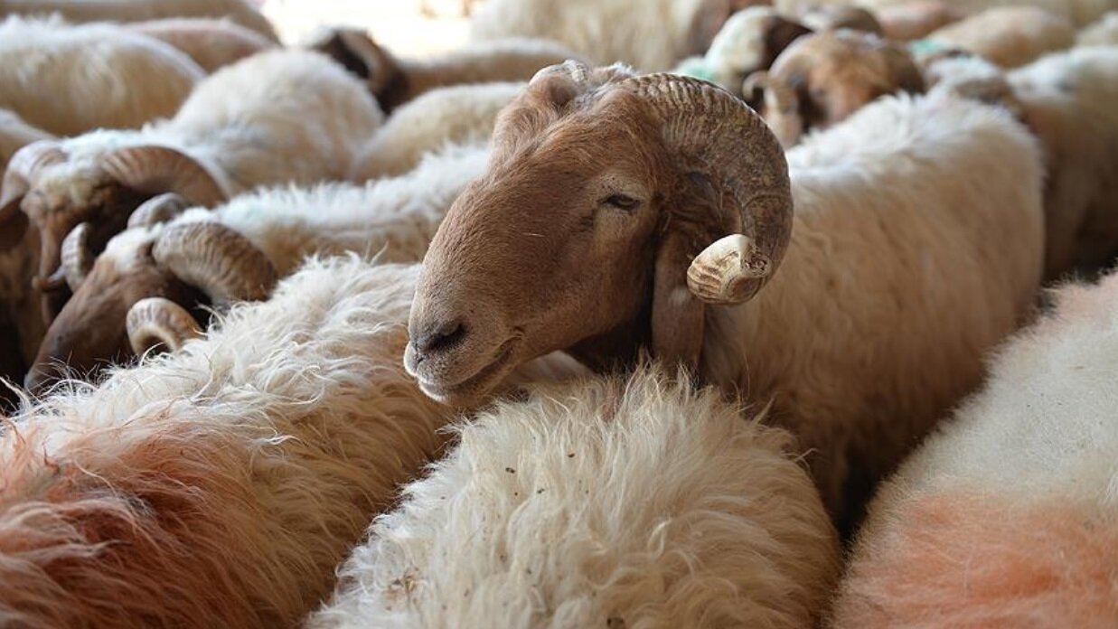 Kurban bayramı ne zaman 2021? Kurban Bayramı hangi gün başlıyor?