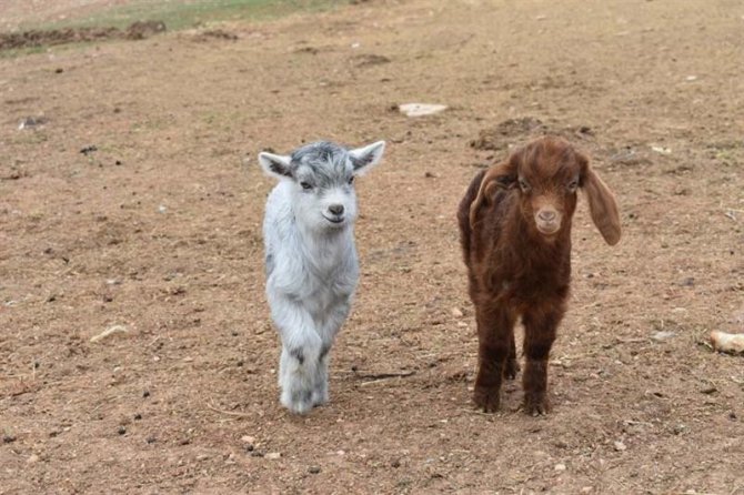 Bayburt’ta açılan çobanlık kursunun dersleri tamamlandı