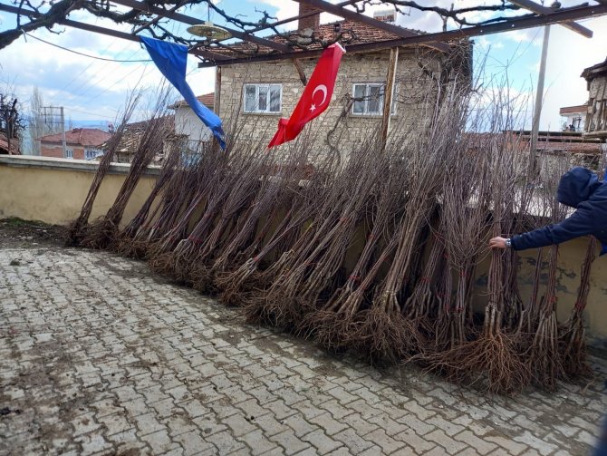 Bursa’nın dağ ilçelerinde çiftçilere fidan dağıtıldı