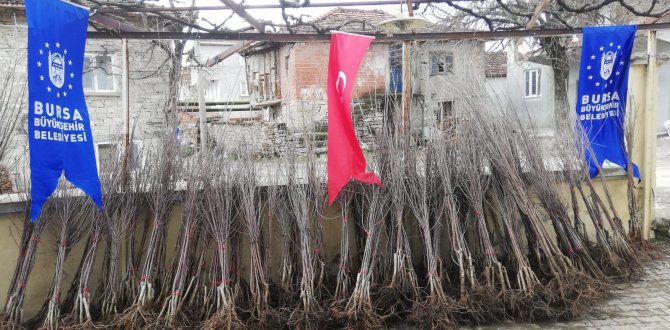 Bursa’nın dağ ilçelerinde çiftçilere fidan dağıtıldı
