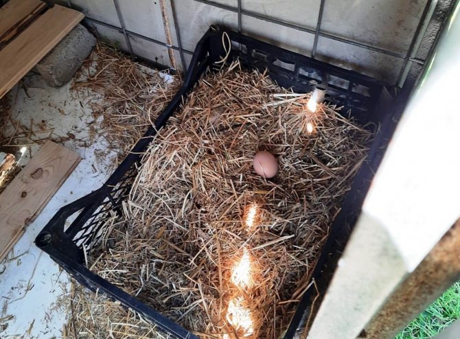 Çocuklara sorumluluk duygusu aşılamak için okul bahçesine tavuk kümesi yapıldı