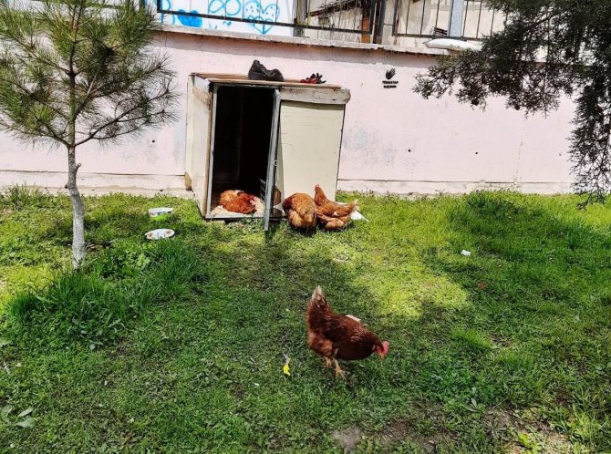 Çocuklara sorumluluk duygusu aşılamak için okul bahçesine tavuk kümesi yapıldı