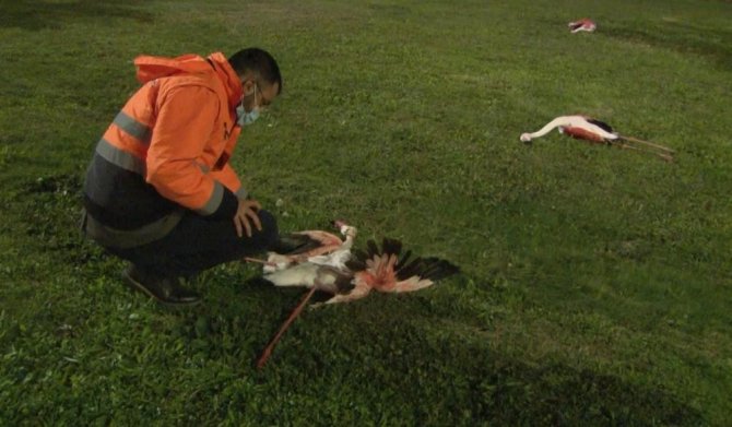İzmir’deki flamingoların ölüm nedeni belli oldu