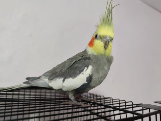 Papağan, sahibini işe "Ölürüm Türkiye'm" parçasıyla uğurluyor