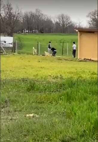 Sokak köpeklerini dövüştürdükten sonra sopayla kendileri dövdü