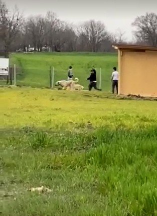Sokak köpeklerini dövüştürdükten sonra sopayla kendileri dövdü