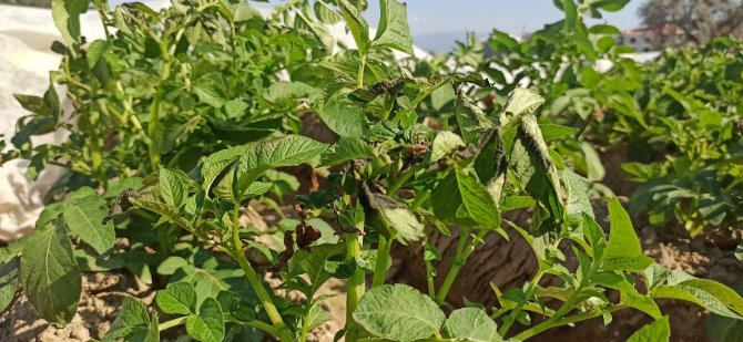 Ziraat Odası Yönetim Kurulu Üyesi Şakir Balcılar: "Alımlar patates üreticisine soluk aldıracak"