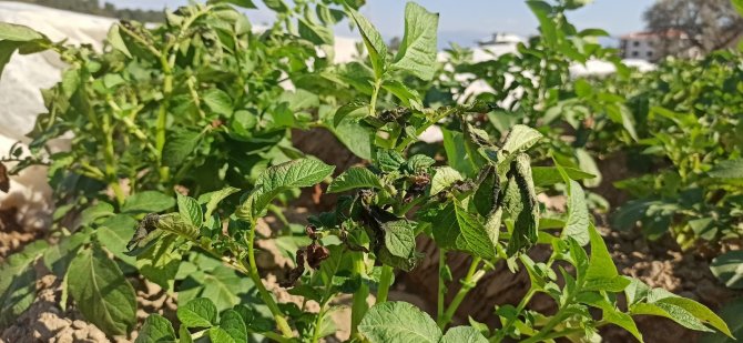 Ziraat Odası Yönetim Kurulu Üyesi Şakir Balcılar: "Alımlar patates üreticisine soluk aldıracak"